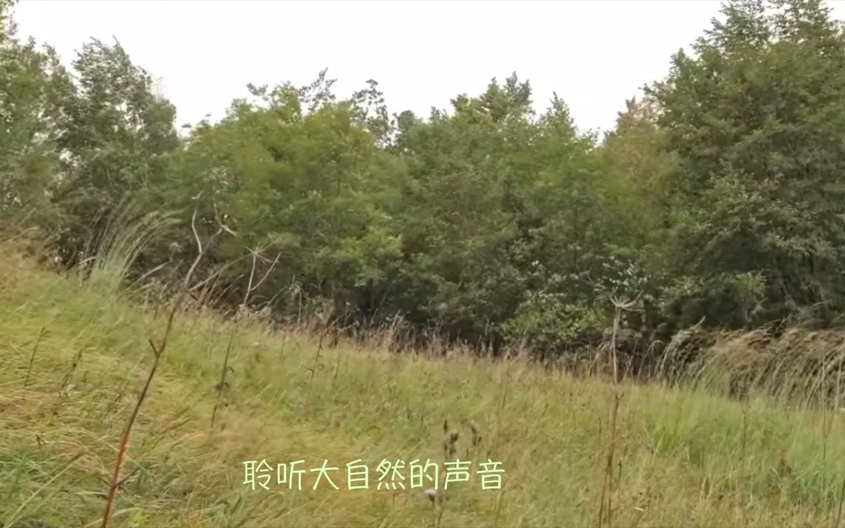 三中三必中一组澳门——聆听大自然的声音,感受生命的律动